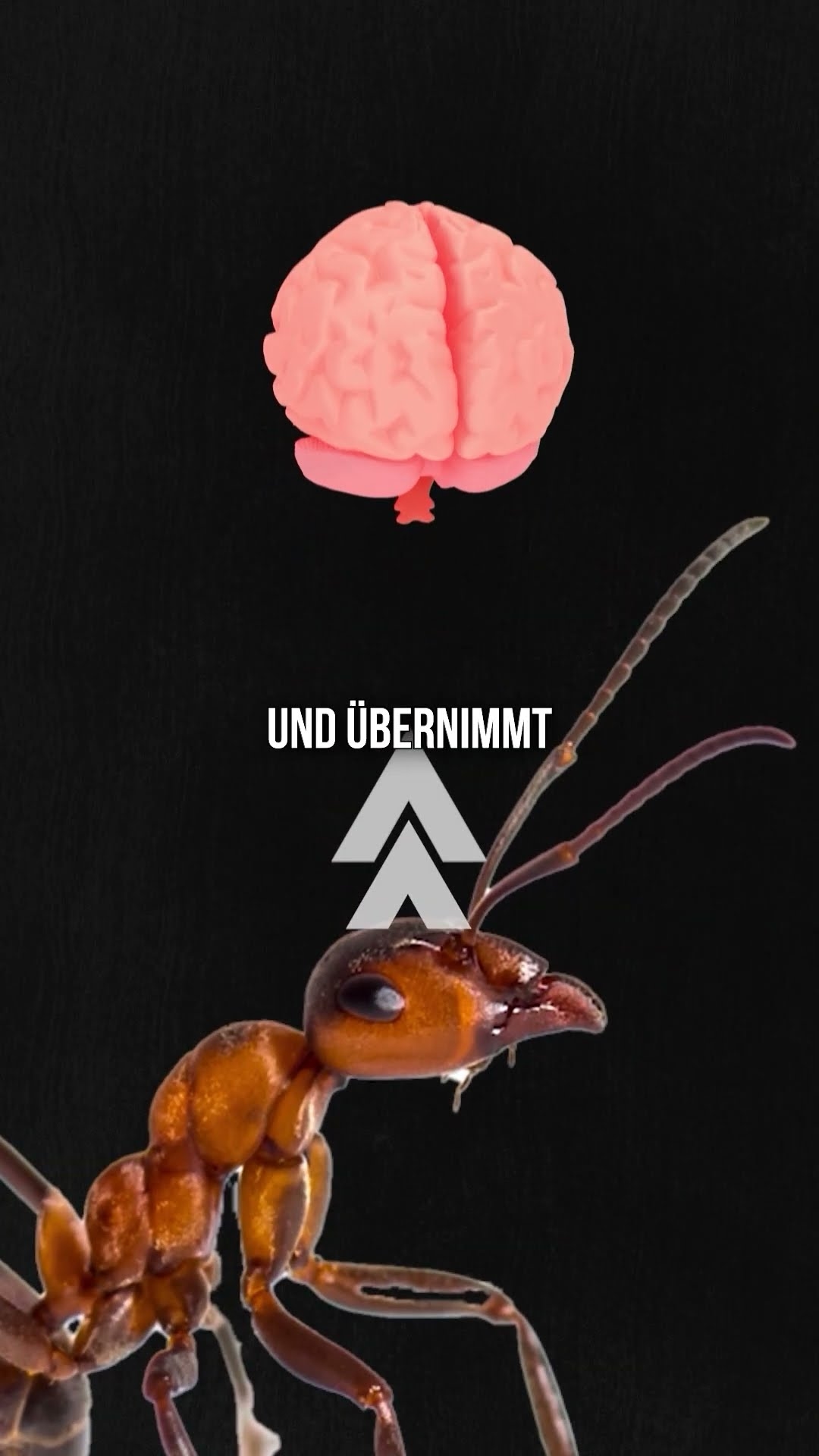 Zombies gibt es wirklich!? #science #wissen #animals