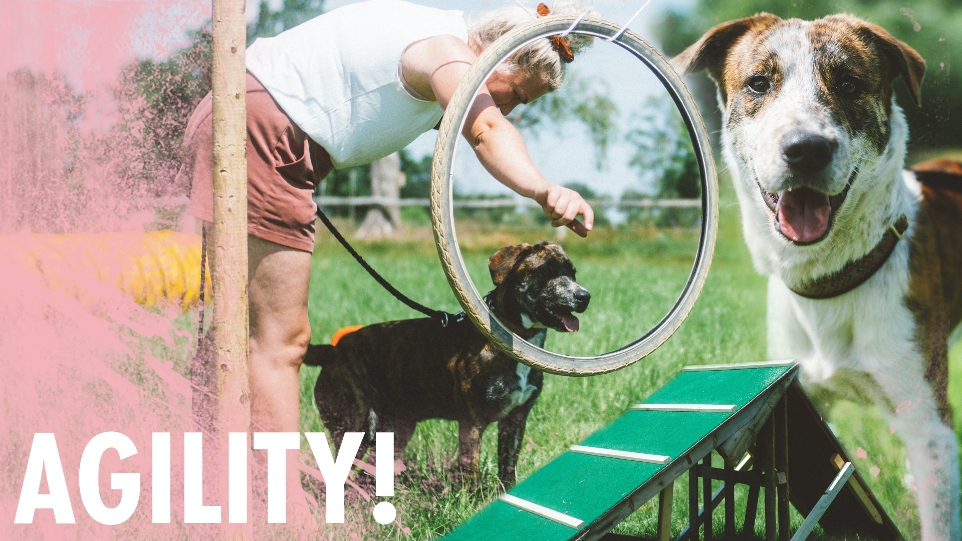 Hundeparkour ohne brennenden Reifen | Agility im Kliemannsland